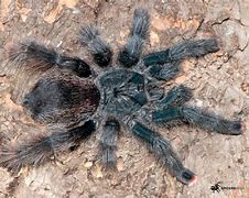 Image result for Avicularia Metallica