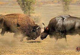 Image result for Gaur vs Bison