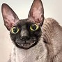 Image result for Smiling Cat On the Moon