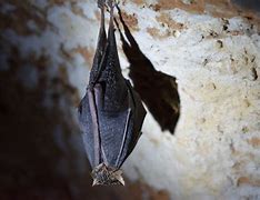 Image result for Elf Bat Hybrid