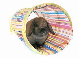 Image result for Rabbit with Toy