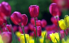 Image result for Spring Tulips