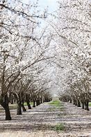 Image result for Blooming Orchards