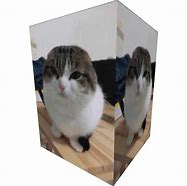 Image result for Face of Wawa Cat