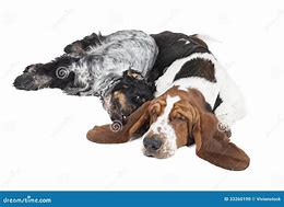 Image result for Basset Hound with English Cocker Spaniels