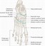 Image result for foot nerves anatomy