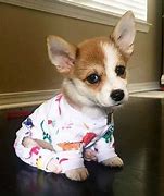 Image result for Corgi in Clothes