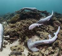 Image result for Finned Shark No Blood