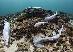 Image result for Fins Up Shark