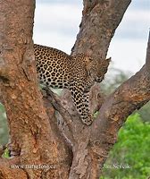 Image result for Panthera Pardus Hyaenidae