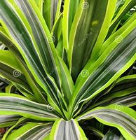 Image result for Variegated Dracaena Plant