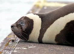 Image result for Ribbon Seal Skin