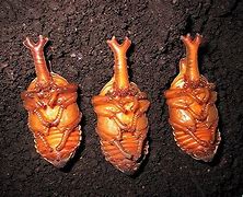 Image result for Hercules Beetle Pupa