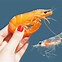 Image result for Krill Shrimp