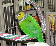 Image result for Black Cap Conure