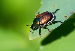 Image result for Blueberry Pests