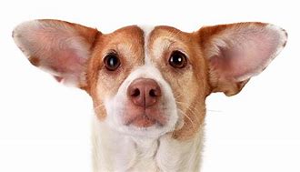 Image result for Cute Dog Ears