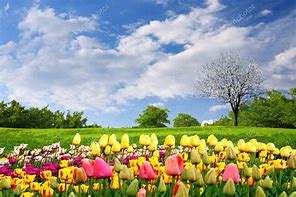 Image result for Springtime Tulips