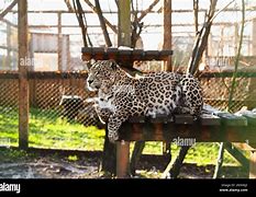 Image result for Leopard Lying Wooden Surface Zoo