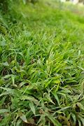 Image result for Bahia Grass Field