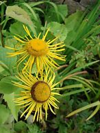 Image result for Inula Helenium