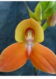 Image result for Unusual Orchid Flower