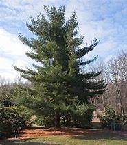 Image result for Full-Grown White Pines