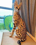 Image result for Half Serval Cat