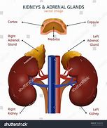 Image result for Where Are Adrenal Glands