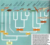 Image result for Reptile Phylogenetic Tree