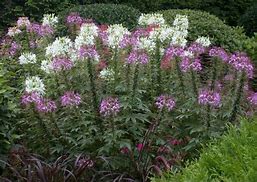 Image result for Do Spider Plants Flower