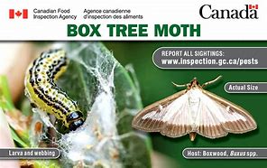 Image result for Box Hedge Moth Treatment