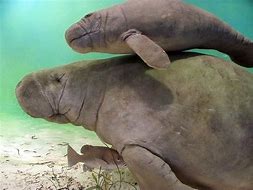 Image result for Manatee Babies