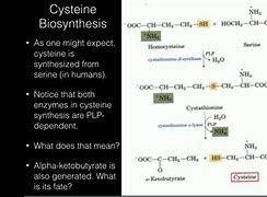 Image result for cysteine synthesis