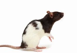 Image result for Fancy Rat