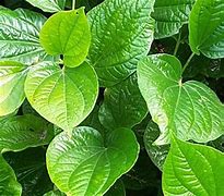 Image result for Piper Betel Plant