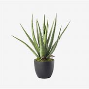 Image result for Kinds of Aloe Vera Plants