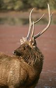 Image result for Rusa Unicolor