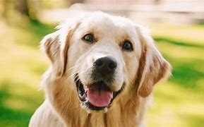 Image result for Perro Deshidratado