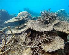 Image result for Global Warming Coral Bleaching