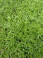 Image result for Stylo Legume