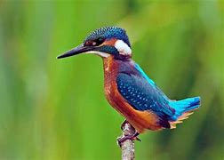 Image result for Kingfisher Wallpaper 4K