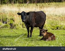 Image result for Mother Cow with Calf