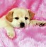 Image result for Cute White Fluffy Pillows