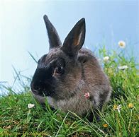 Image result for Broken Siamese Rabbit