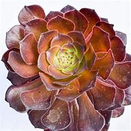 Image result for Black Rose Succulent