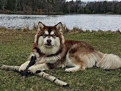 Image result for Husky Mix Dogs