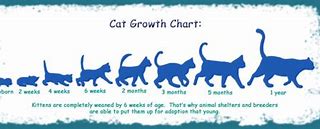 Image result for Cartoon Cat Growth Chart