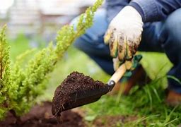 Image result for Planting Shrubs