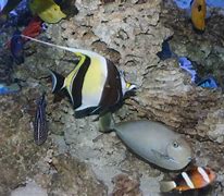 Image result for Aquarium of Boise